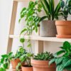 Featured image: Indoor Plants for Beginners: 8 Varieties That Thrive on Neglect